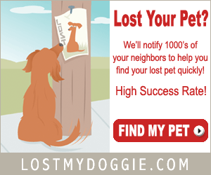 Lost My Doggie