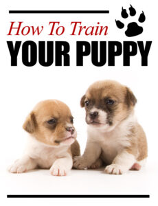 how to train your puppy