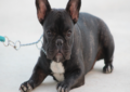 Dog Behavior Training to Housebreak Your Puppy