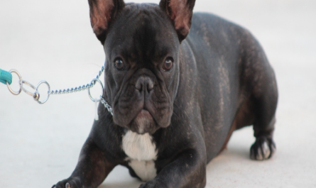 Dog Behavior Training to Housebreak Your Puppy