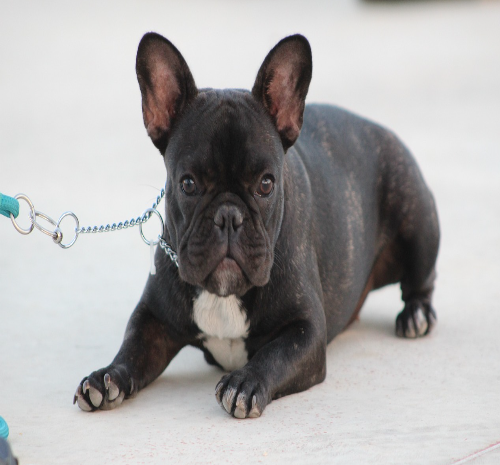 Puppy Behavior Training