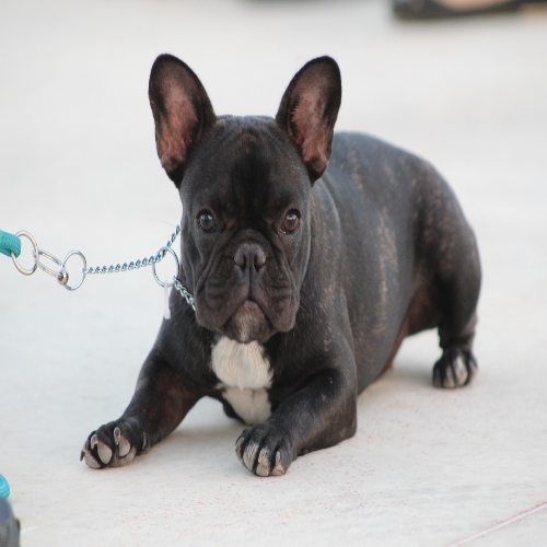 Dog Behavior Training to Housebreak Your Puppy