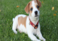easy tips for housebreaking a puppy