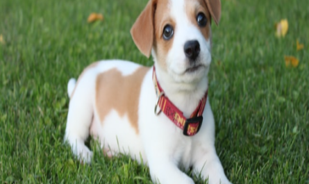easy tips for housebreaking a puppy