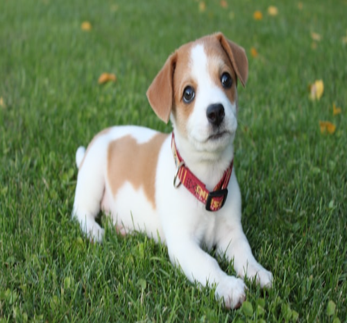 Tips on House Training a Puppy