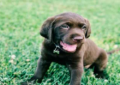 five mistakes new puppy owners make