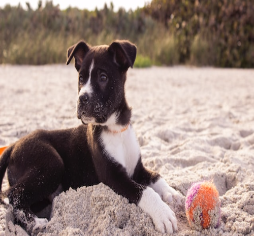 Housebreaking a Puppy