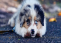 potty training your puppy 101