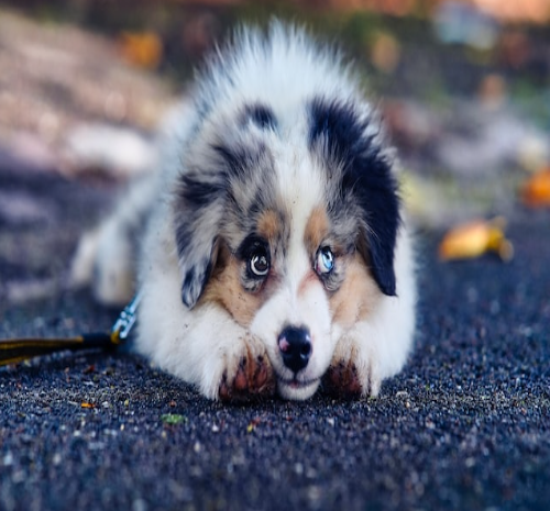 Training Your Puppy