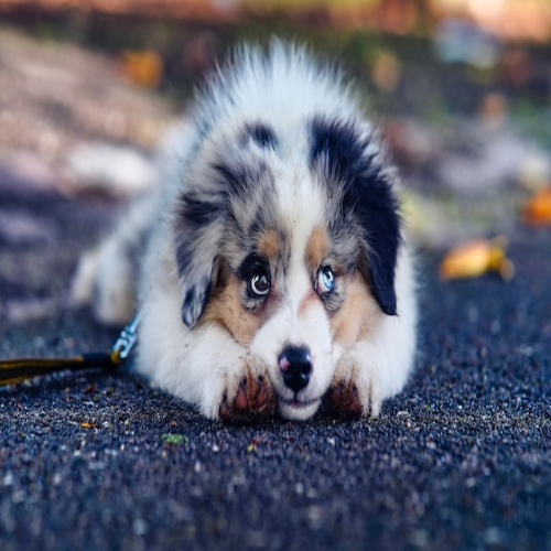 potty training your puppy 101