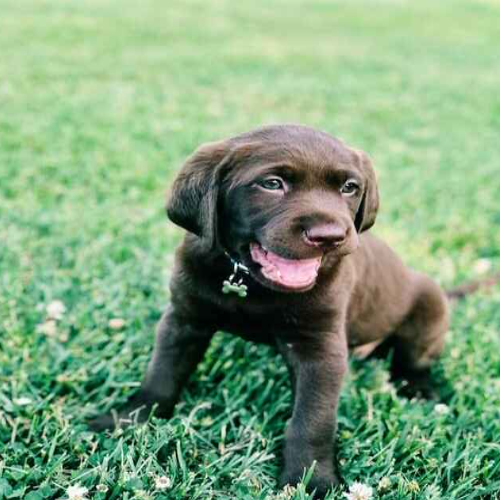 five mistakes new puppy owners make